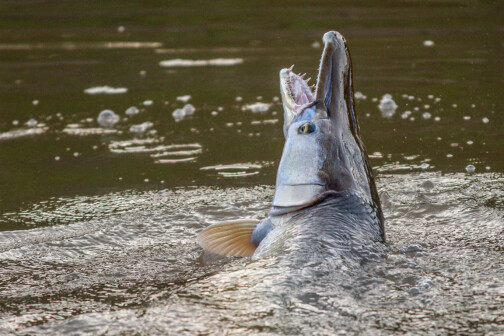 Trinity River Alligator Gar